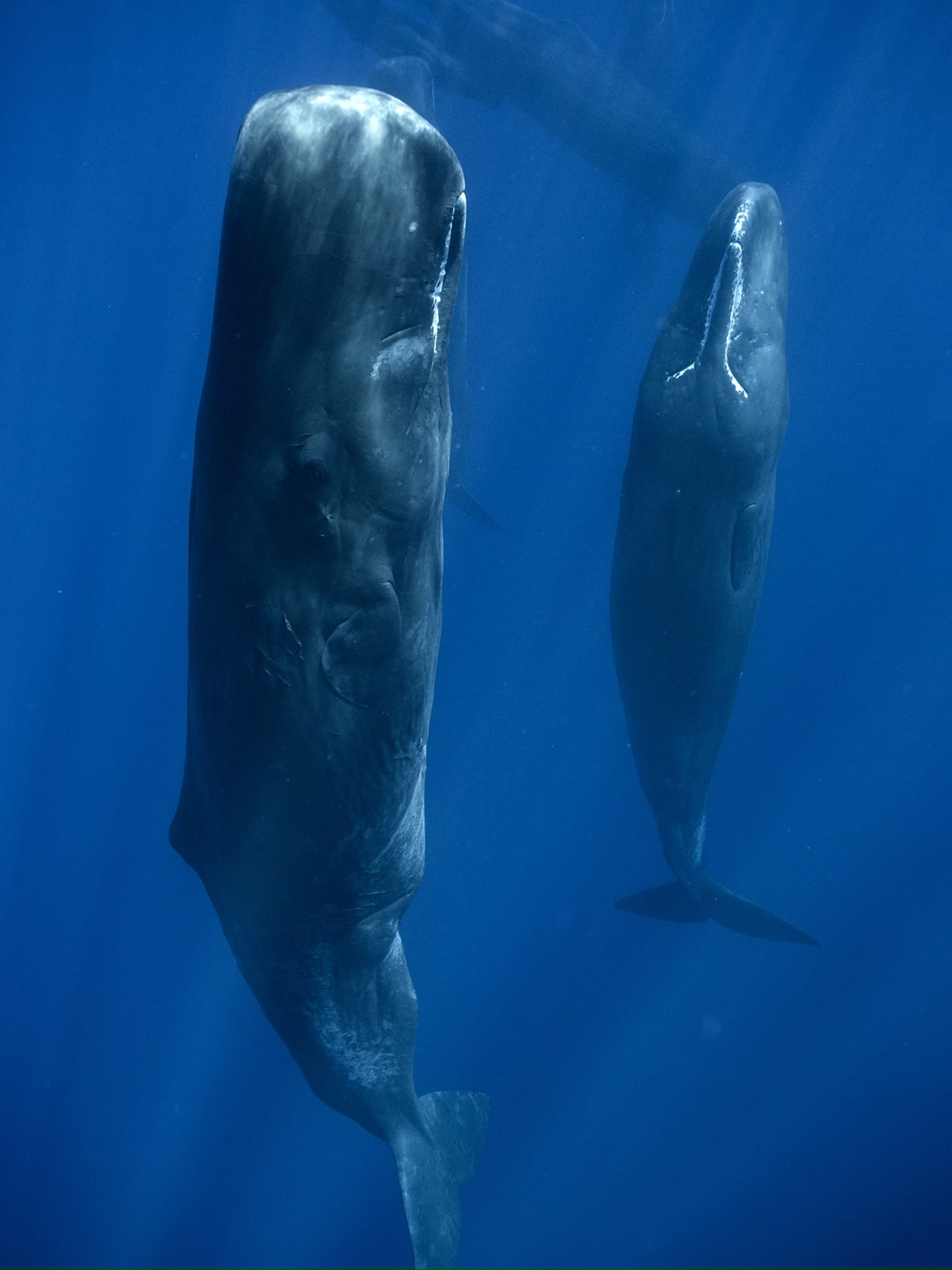 Deep sea marine adventure - Image 2