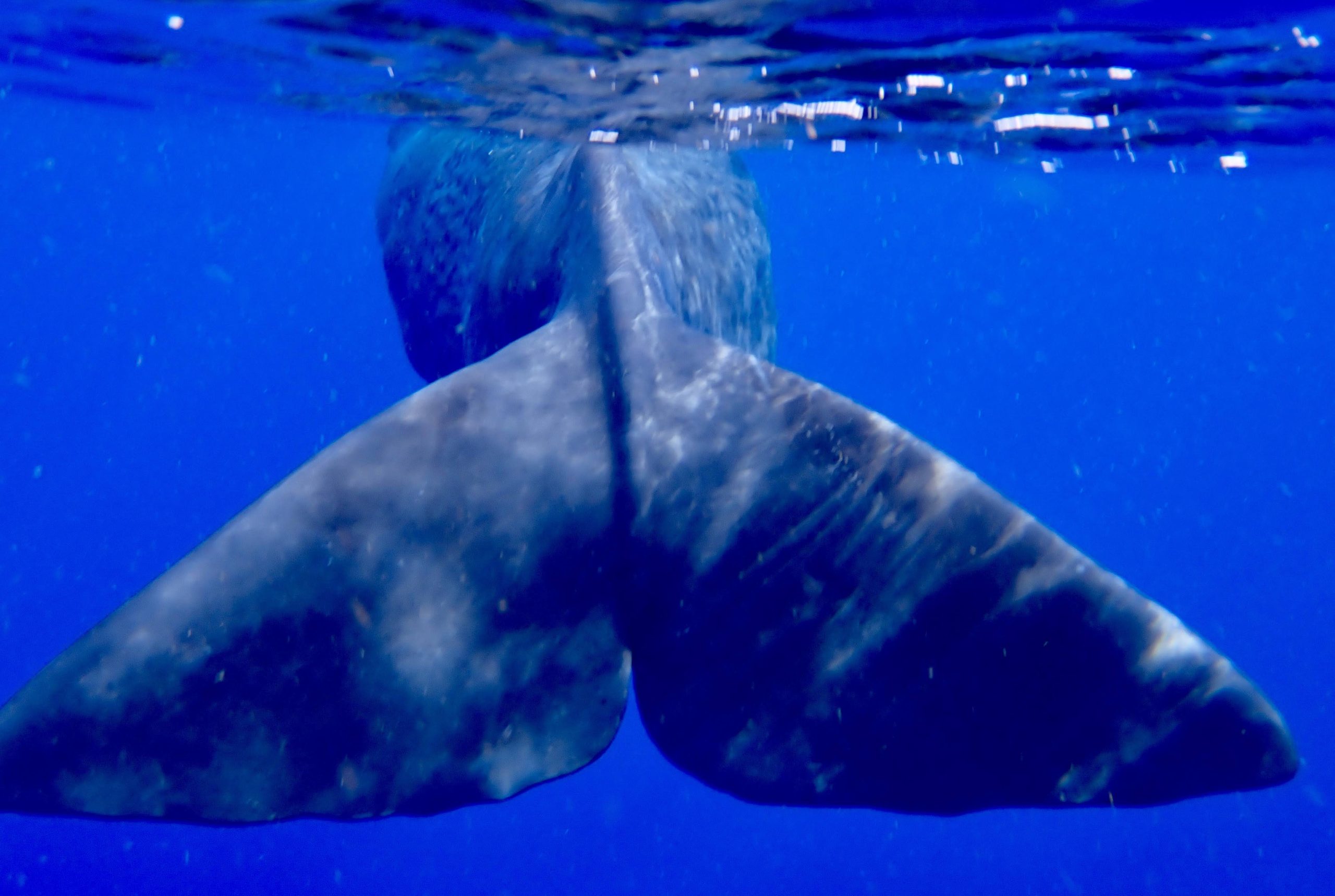 Deep sea marine adventure - Image 3