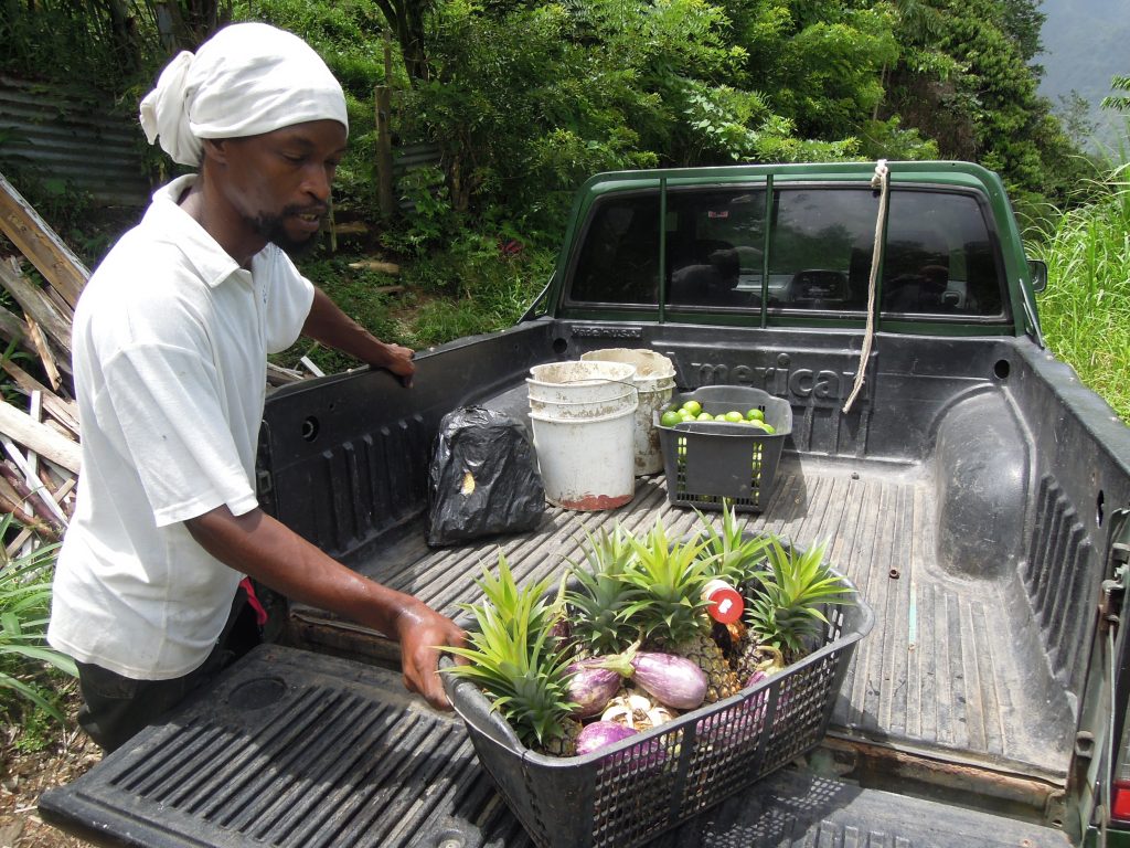 Fresh local produce from a farm along the Waitukubuli National Trail