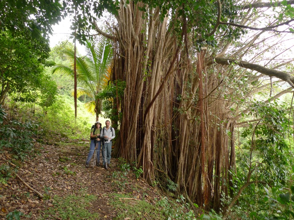Hikers beside a giant tree on the Waitukubuli National Trail