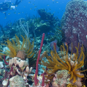 Deep sea marine adventure