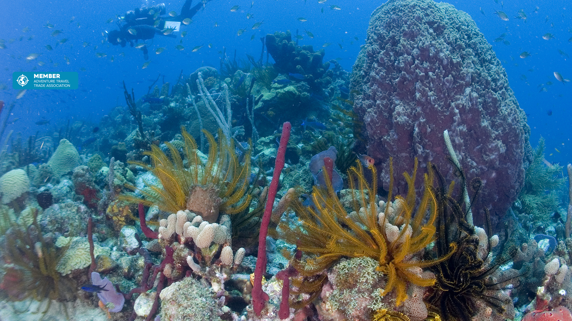 Deep sea marine adventure