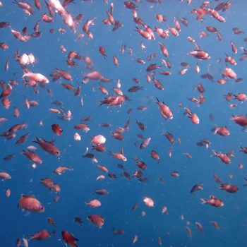 Volcanic South - The Magical Underwater world 2